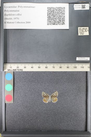 Media type: image;   Entomology 147006